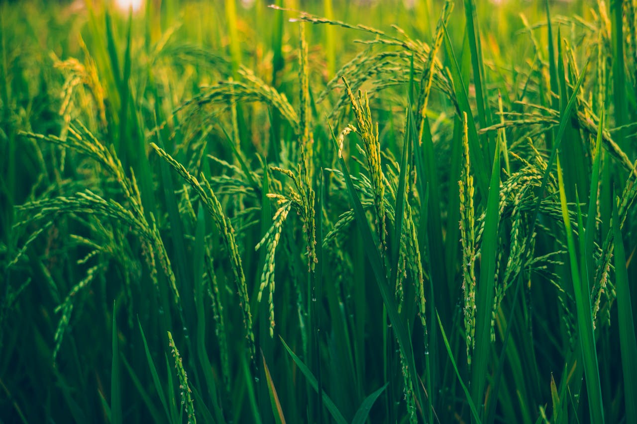 Close-up view of vibrant green rice plants thriving in a sunlit field, showcasing natural agricultural beauty.