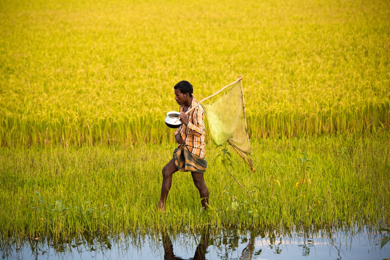 A farmer carrying tools walks through a vibrant rice field, showcasing rural life.
